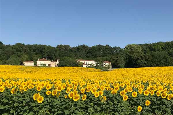 Scenic sunflower field in Lot-et-Garonne department