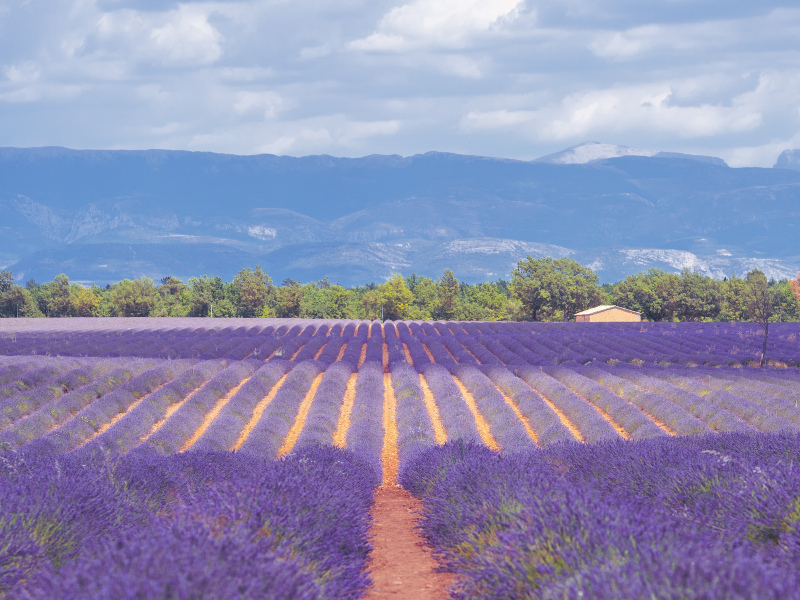 Lavender Season - When to Go, Where to Stay, What to Do Beyond the Instagram Photo